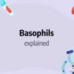 basophils
