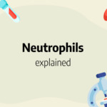 neutrophils
