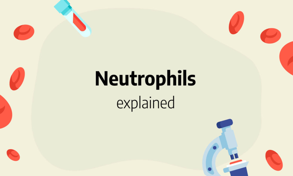 Neutrophils definition, absolute count, high, low and normal range