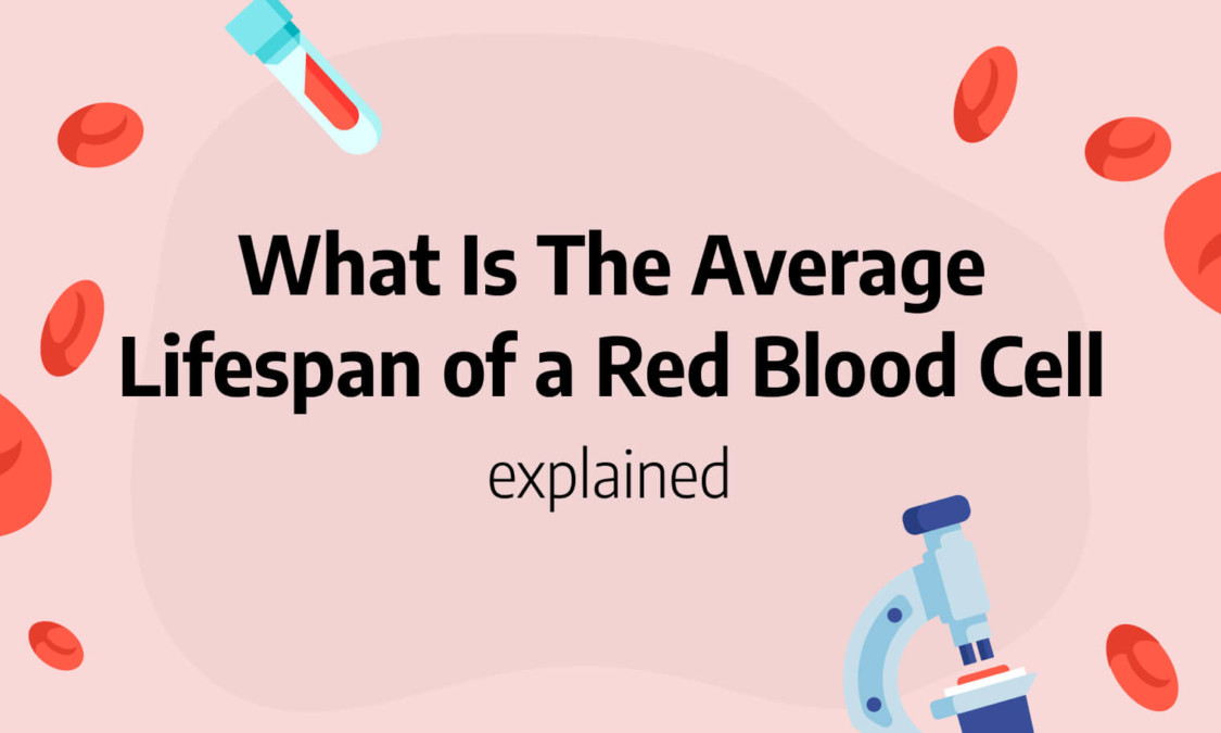 what-is-the-average-lifespan-of-a-red-blood-cell