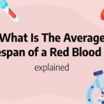 lifespan red blood cell