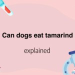 Can dogs eat tamarind