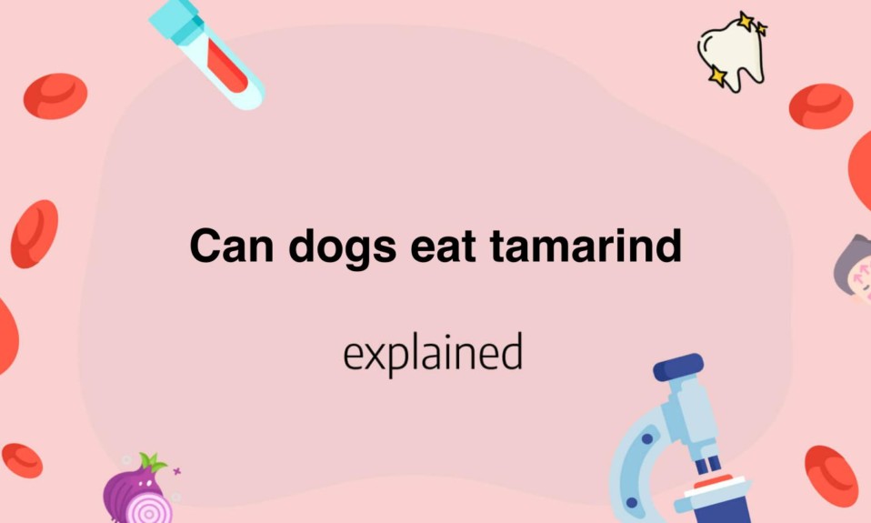 Can dogs eat tamarind