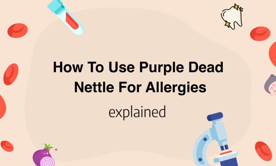 How To Use Purple Dead Nettle For Allergies