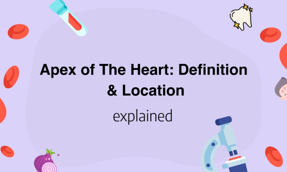 Apex of The Heart: Definition & Location