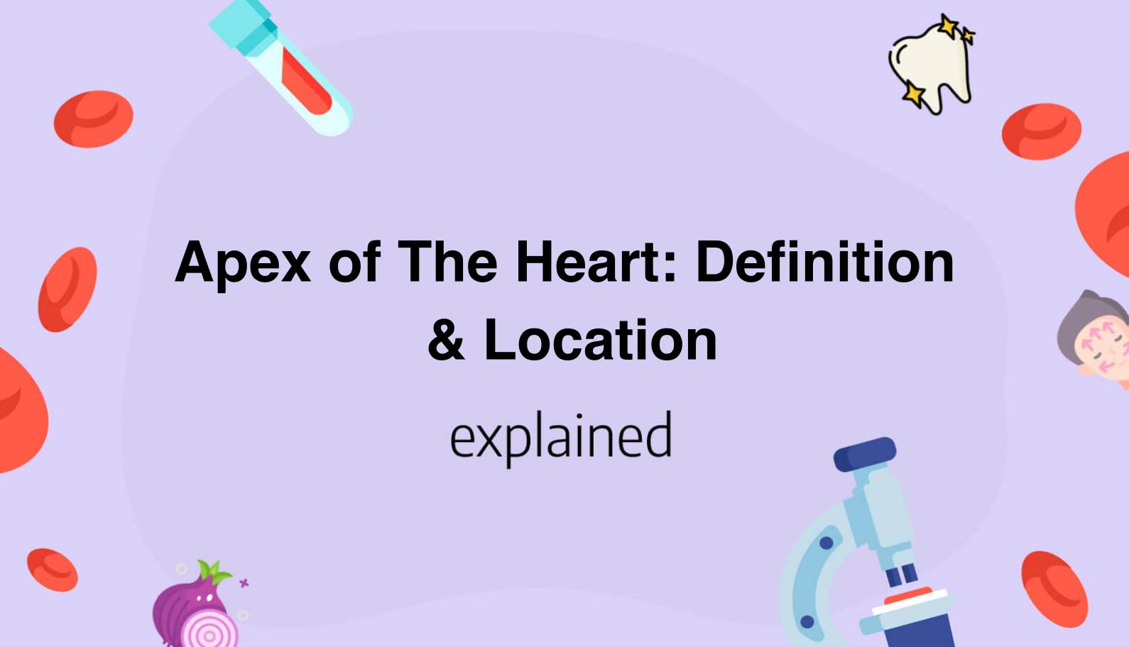 Apex of The Heart Definition & Location