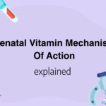 Prenatal Vitamin Mechanism Of Action