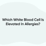 Which White Blood Cell Is Elevated In Allergies?
