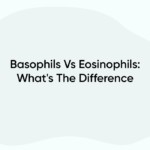 Basophils Vs Eosinophils: What's The Difference