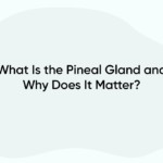 What Is the Pineal Gland and Why Does It Matter?