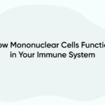How Mononuclear Cells Function in Your Immune System