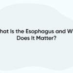 What Is the Esophagus and Why Does It Matter?