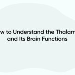 How to Understand the Thalamus and Its Brain Functions