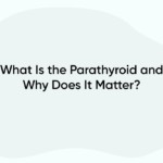 What Is the Parathyroid and Why Does It Matter?