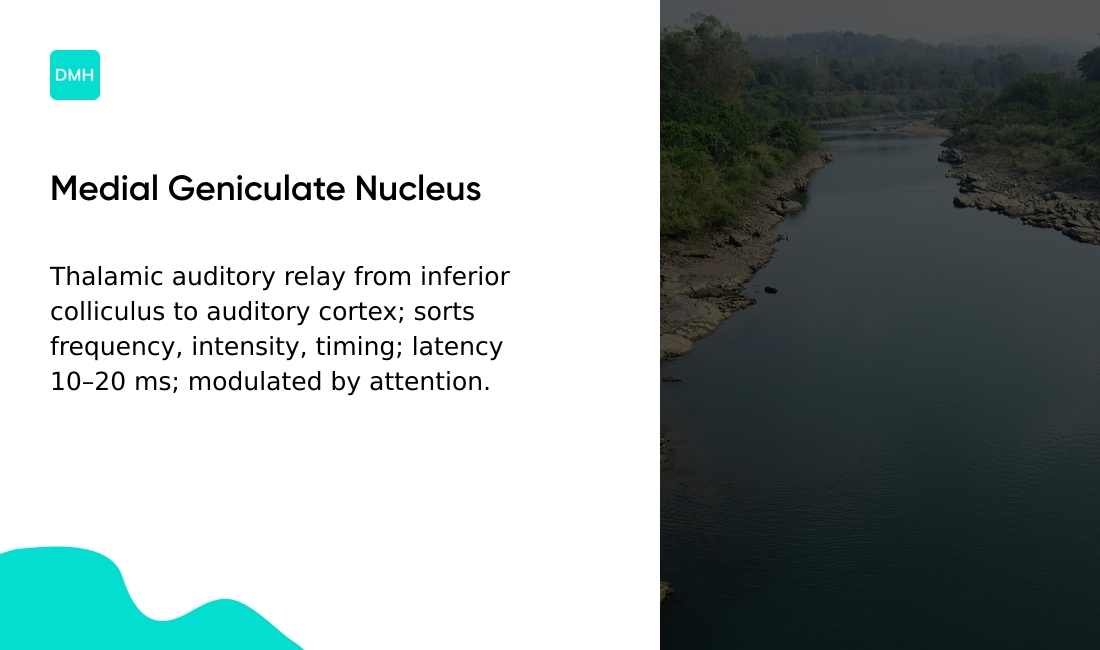 Medial geniculate nucleus